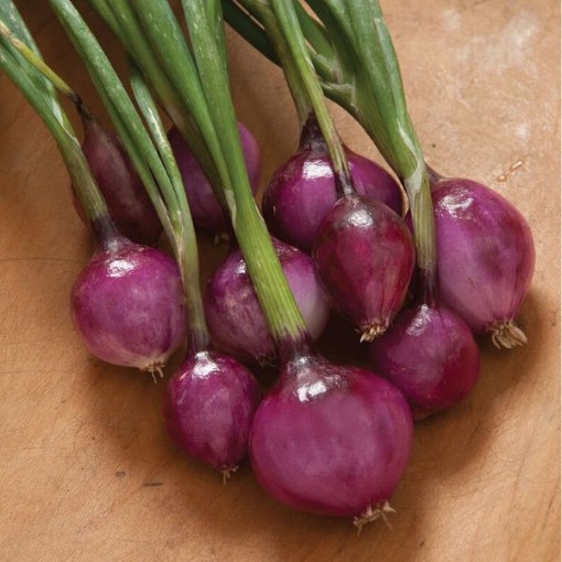 Purplette Onions ON24-100