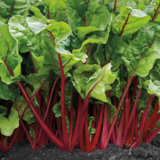 Fire Fresh Swiss Chard SW20-100