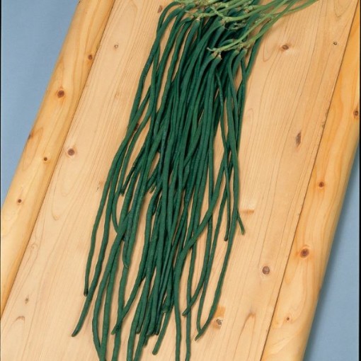 Orient Wonder Beans BN149-50