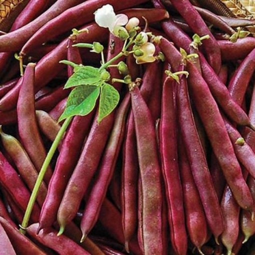 Red Swan Bean Seeds BN151-50
