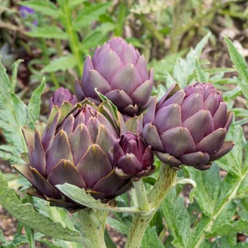 Violet Artichokes AR9-25