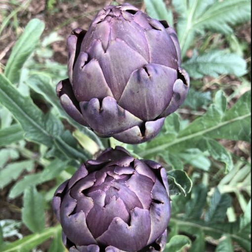 Violetto Artichokes AR3-25