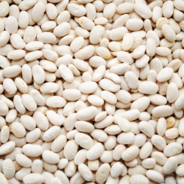 Great Northern Bean Seeds