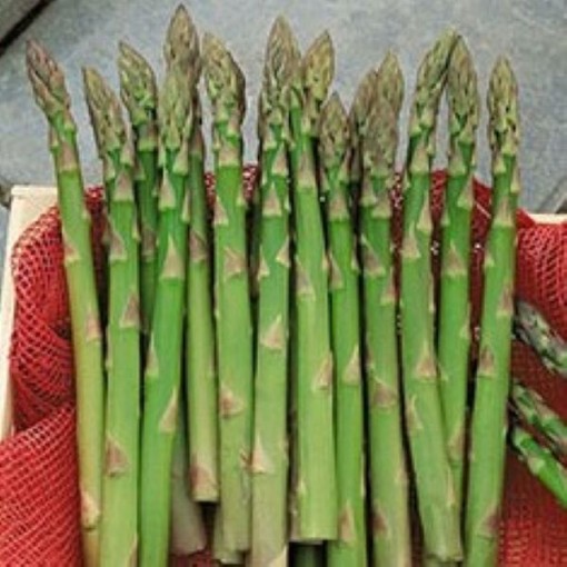 UC 72 Asparagus AS2-100