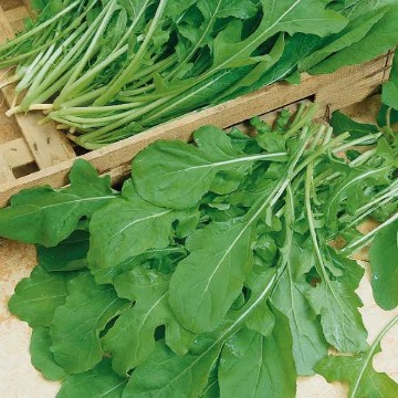 Arugula Seeds