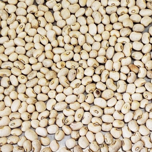 Sa Dandy Cowpeas BN144-50