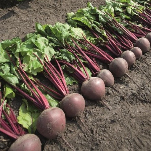 Pablo Baby Beets BT29-100