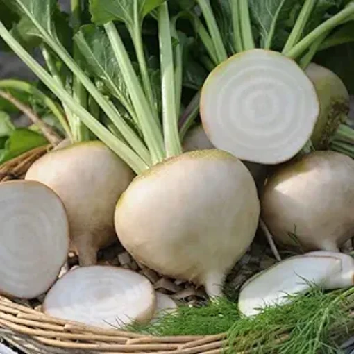 White Detroit Beets BT23-100