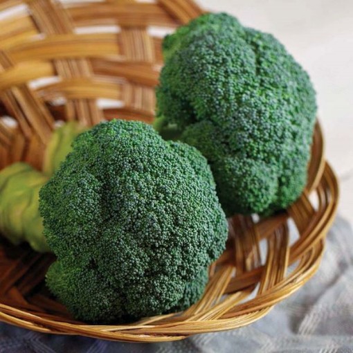 Eastern Crown Broccoli BR65-100