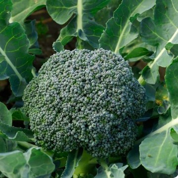 De Cicco Broccoli Seeds
