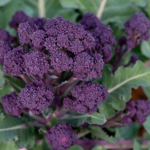 Early Purple Sprouting Broccoli BR17-200