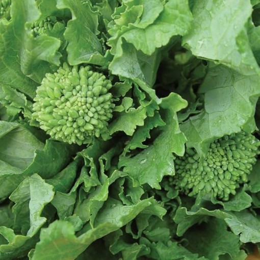 Early Fall Rapini Broccoli Raab BR27-500