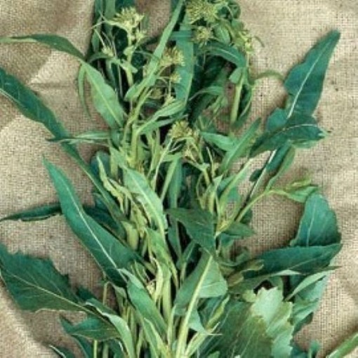 A Foglia d'Ulivo Broccoli Raab BR26-250