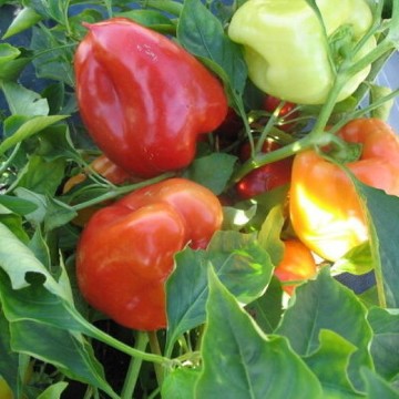 Garden Sunshine Pepper Seeds