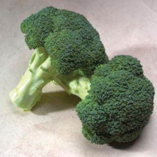 Gypsy Broccoli BR34-100