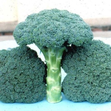 Tendergreen Broccoli Seeds