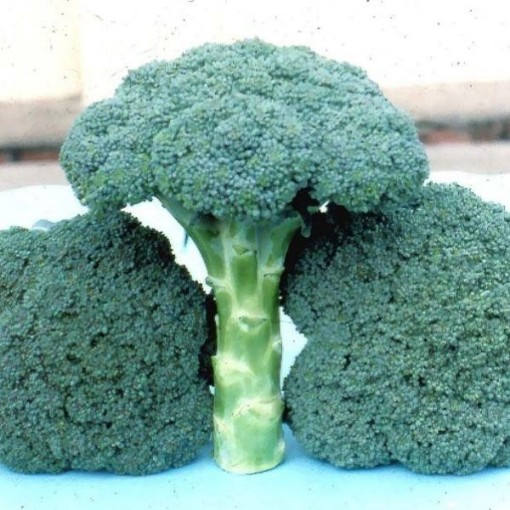 Tendergreen Broccoli BR36-50