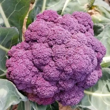 Jacaranda Broccoli Seeds