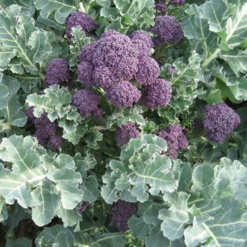 Santee Sprouting Broccoli Seeds