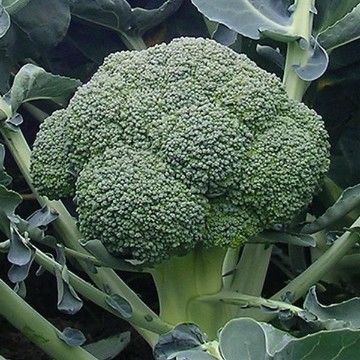 Ironman Broccoli Seeds