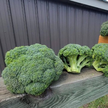 Godzilla Broccoli Seeds