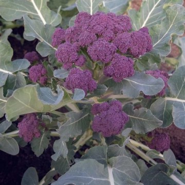 Burgundy Sprouting Broccoli Seeds