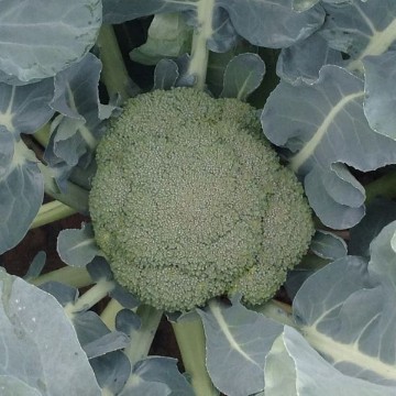 Abrams Broccoli Seeds