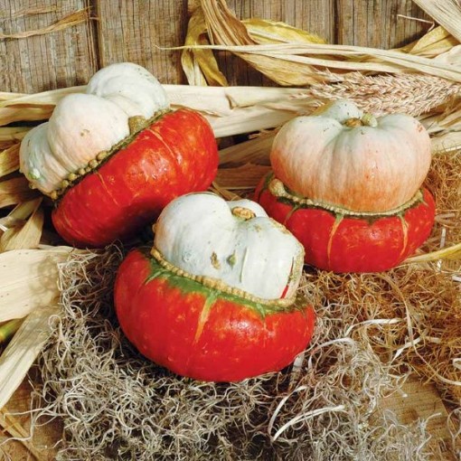 Mini Red Turban Gourds GD32-10