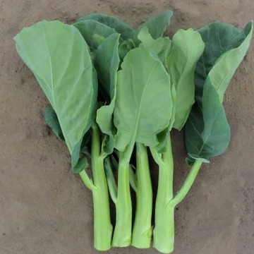 Late Jade Chinese Broccoli Seeds