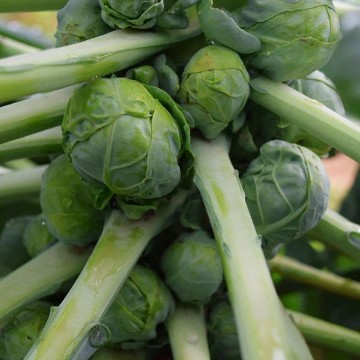 Jade Cross Brussels Sprouts Seeds