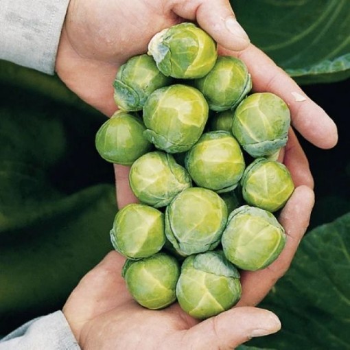 Nautic Brussels Sprouts BS6-50