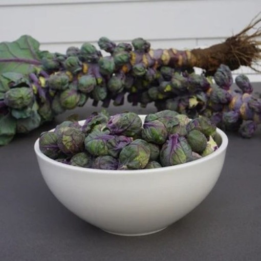Redarling Brussels Sprouts BS14-50