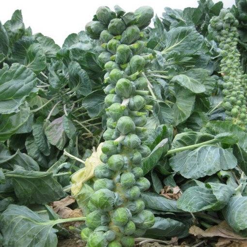 Capitola Brussels Sprouts BS21-25