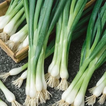 White Lisbon Bunching Onion Seeds