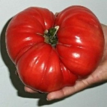 Goliath Tomato Seeds