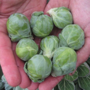 Hestia Brussels Sprouts Seeds