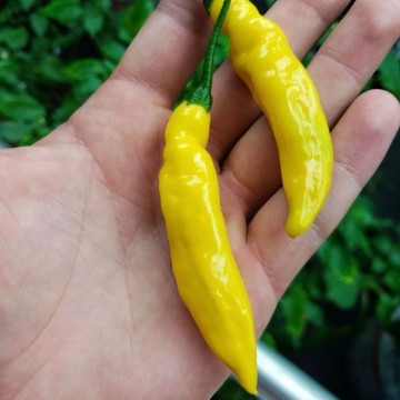 Aji Limon Pepper Seeds