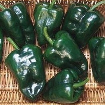 Ancho 101 Pepper Seeds
