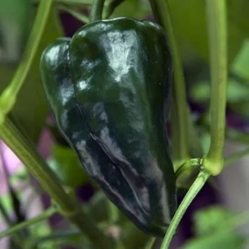 Ancho San Luis Peppers HP13-20