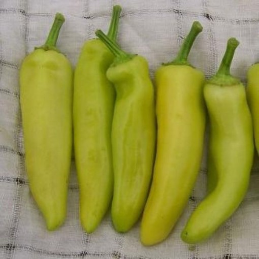 Hot Banana Peppers HP1896-20