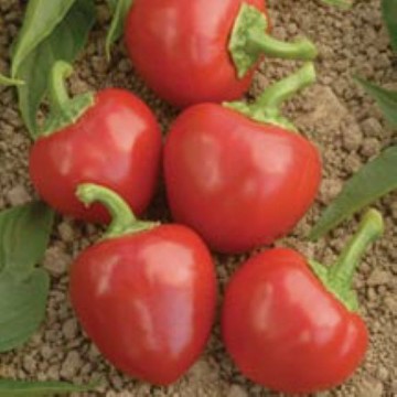 Big Bomb Pepper Seeds