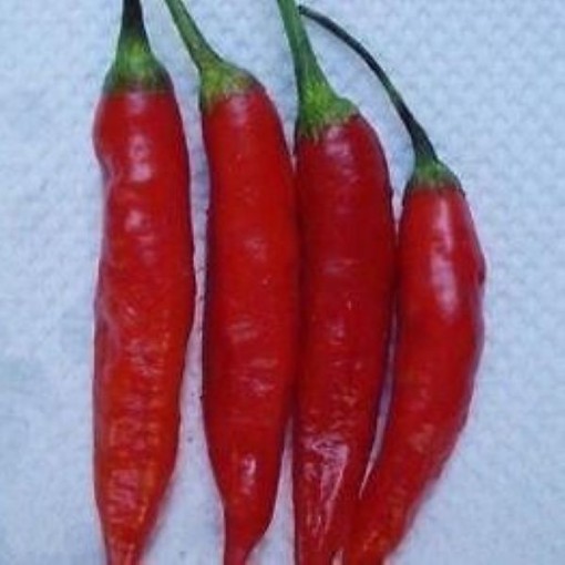 Dedo de Moca Peppers HP906-10