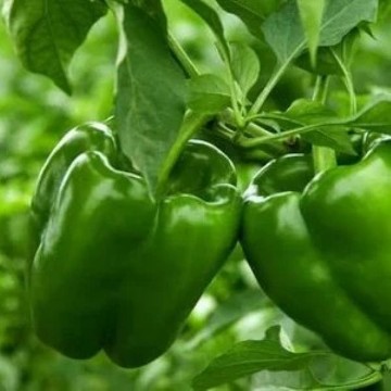 Charleston Belle Pepper Seeds
