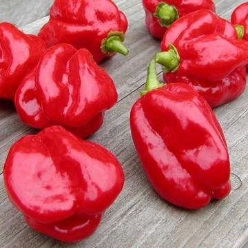 Habanero Red Pepper Seeds (Strain 4)