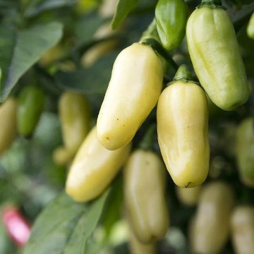 Habanero White Pepper Seeds (Strain 4)