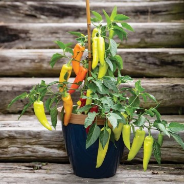 Hungarian Hot Wax Pepper Seeds