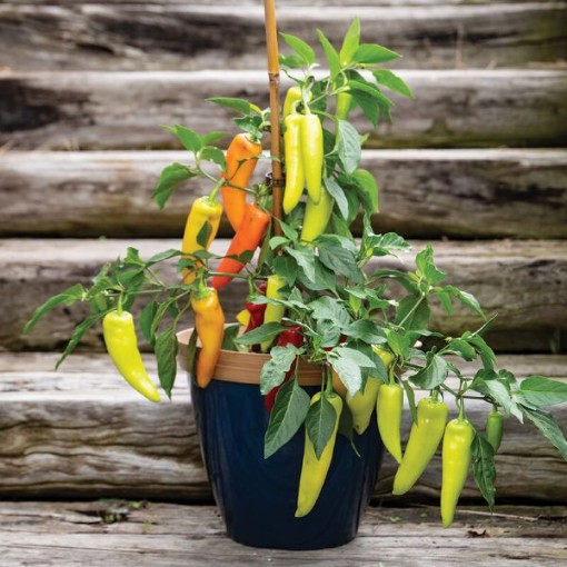 Hungarian Hot Wax Peppers HP1619-20