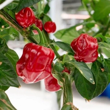Caribbean Red Pepper Seeds