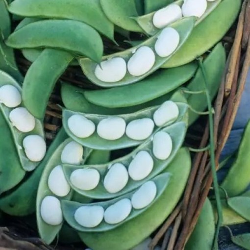 Burpee's Improved Bush Lima Bean Seeds