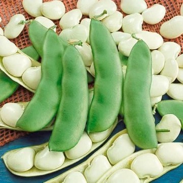 Eastland Lima Bean Seeds